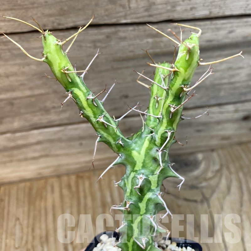 SH23009 Euphorbia schizacantha