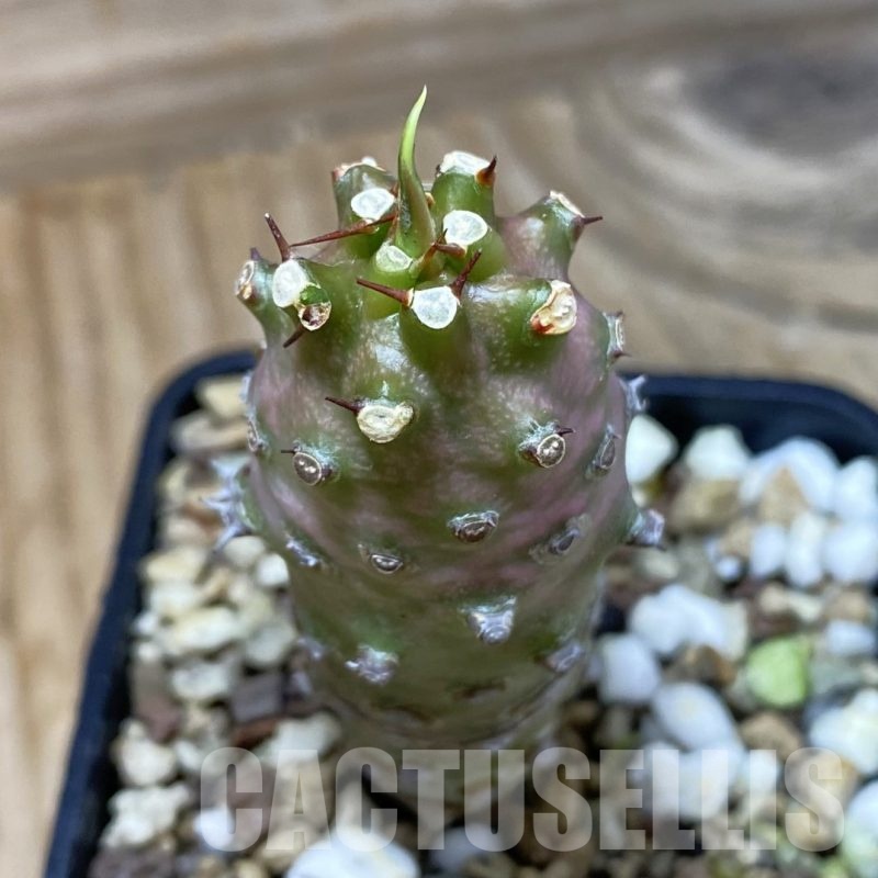 SH23013 Euphorbia pachypodioides