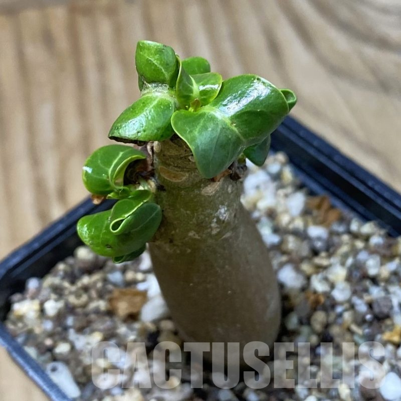 SH23014 Adenium arabicum DHA