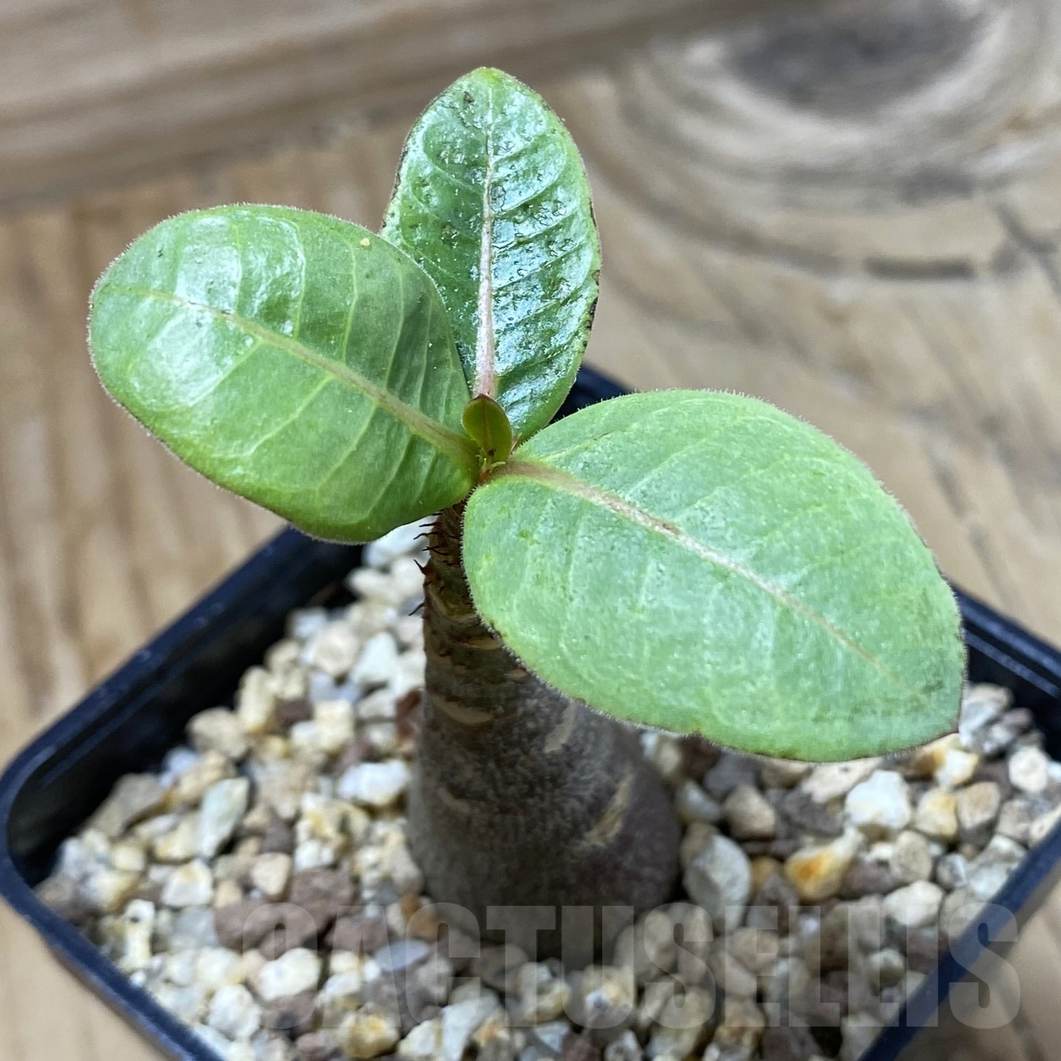 SH23016 Adenium arabicum ‘Black Body’