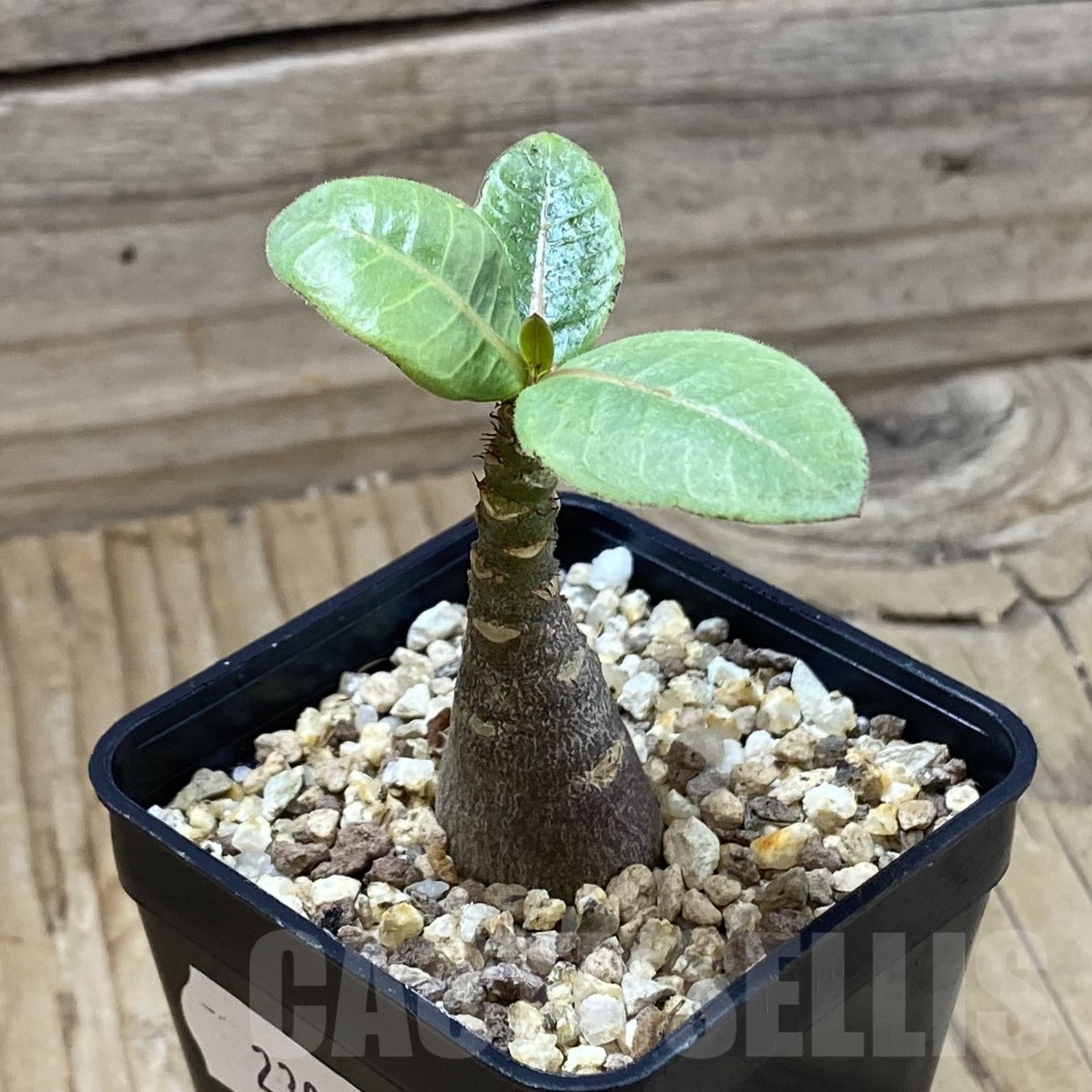 SH23016 Adenium arabicum ‘Black Body’ - Image 2