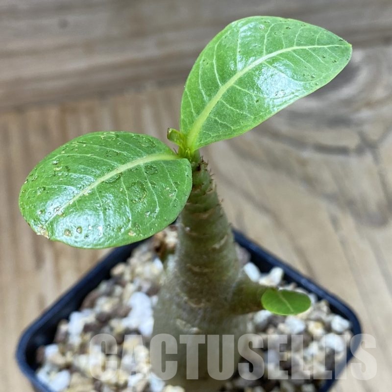 SH23017 Adenium arabicum ‘Black Body’