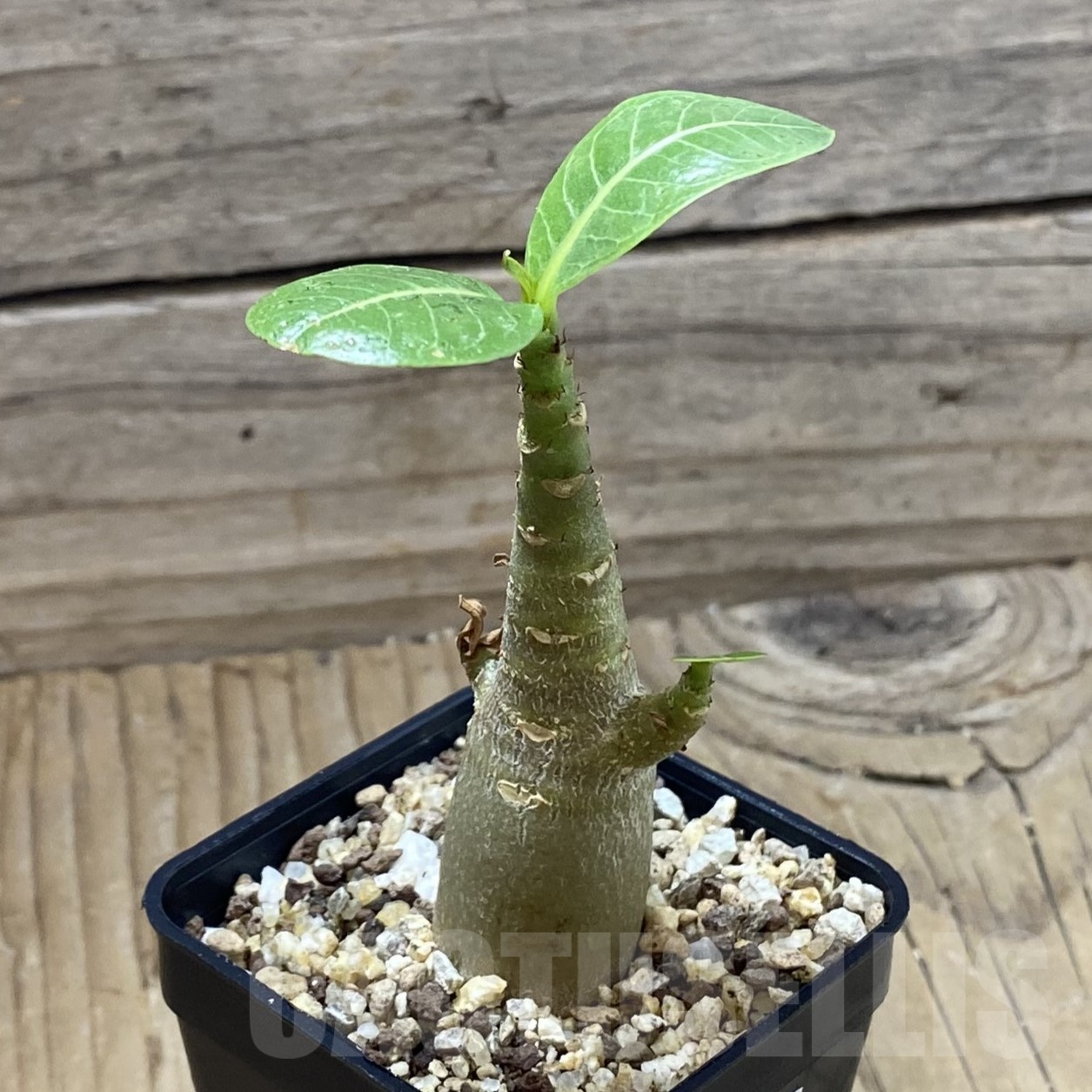 SH23017 Adenium arabicum ‘Black Body’ - Image 2