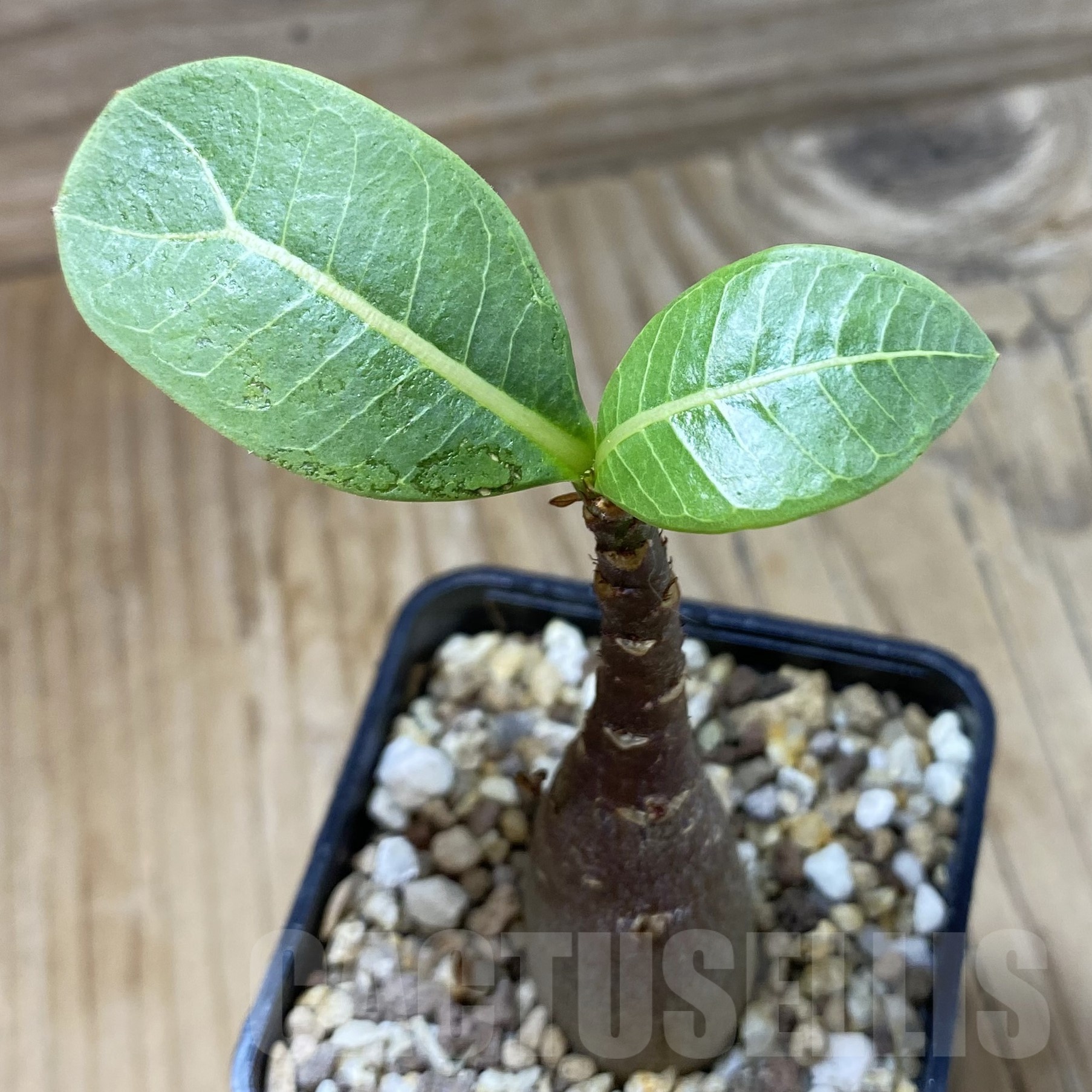 SH23018 Adenium arabicum ‘Black Body’