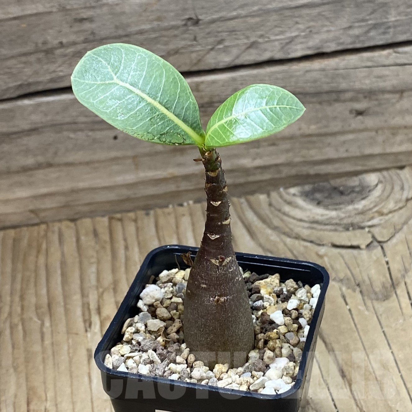 SH23018 Adenium arabicum ‘Black Body’ - Image 2