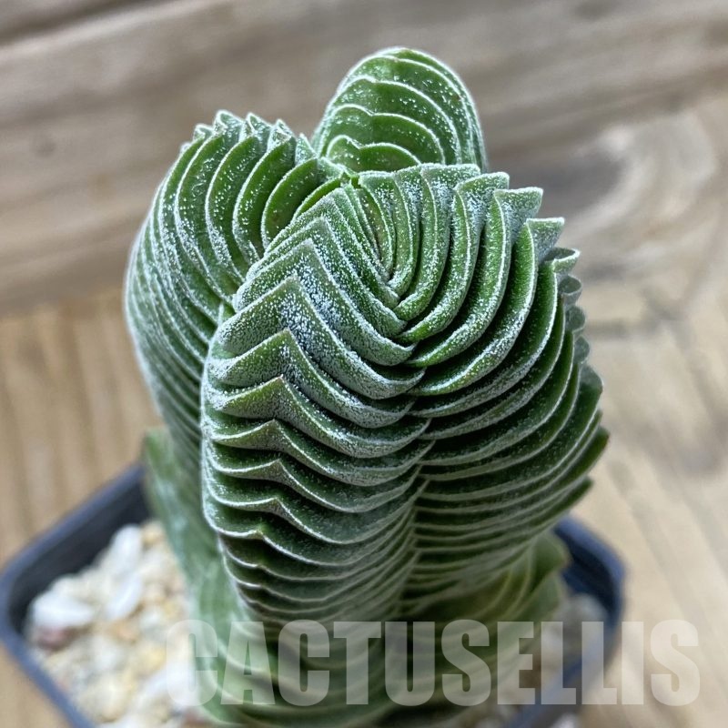 SH23020 Crassula 'Buddha's Temple'