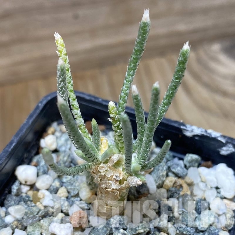 SH23021 Avonia quinaria, pink flower