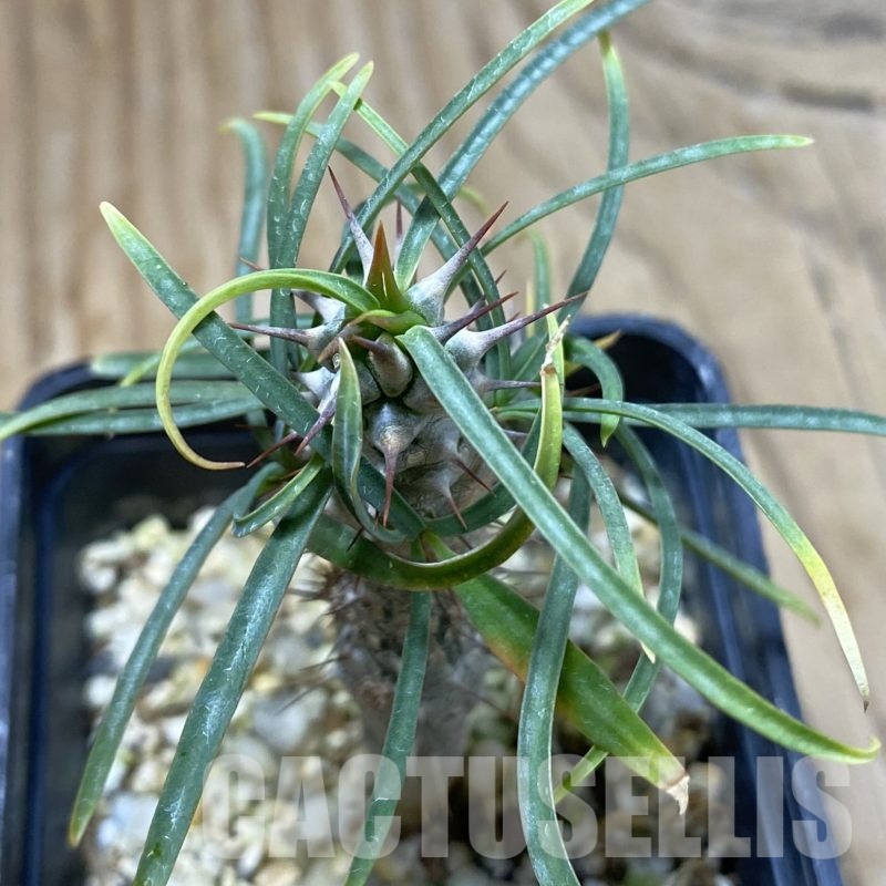 SH23022 Euphorbia gottlebei