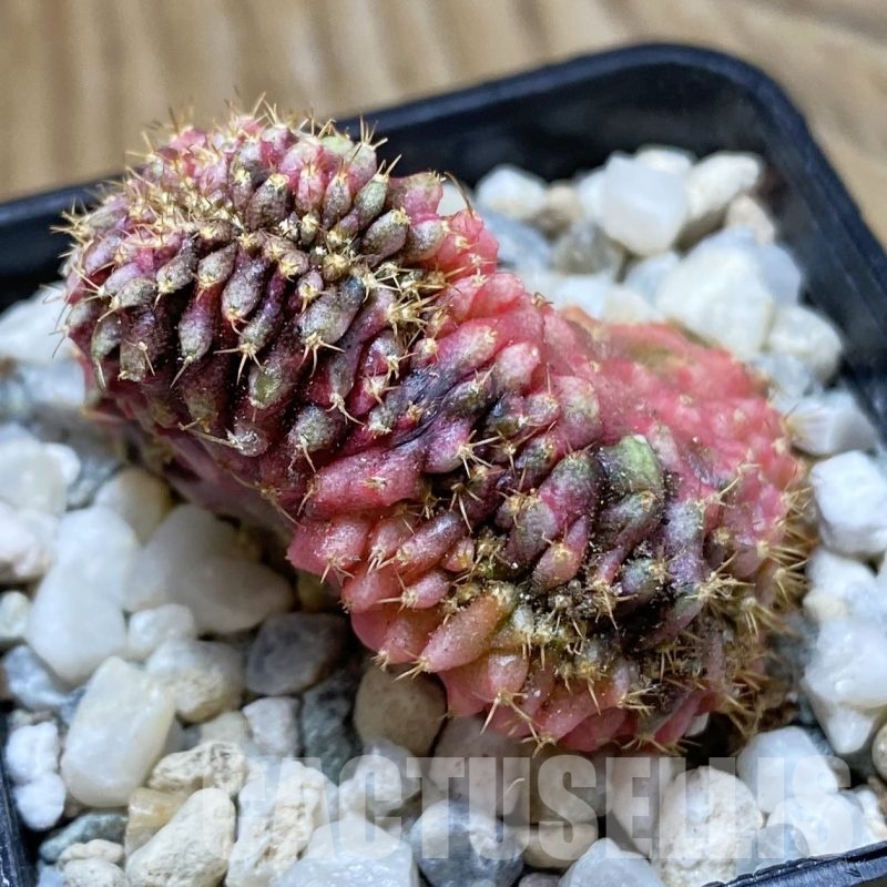 SH23289 Gymnocalycium mihanovichii f. variegata cristata