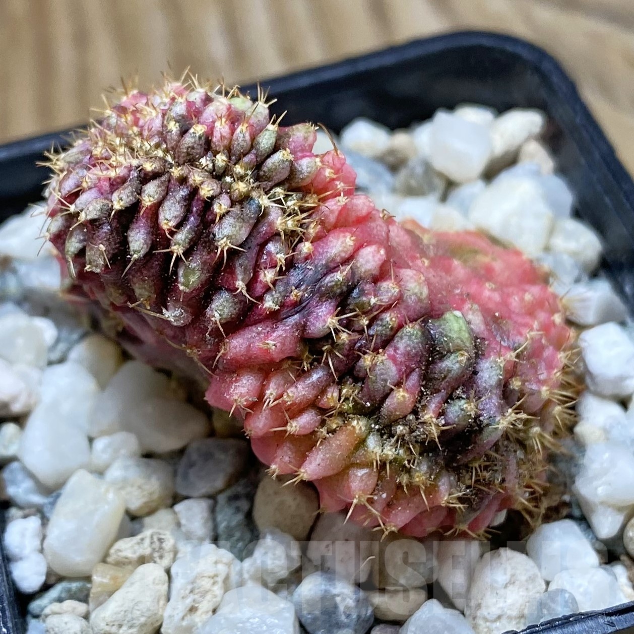 SH23289 Gymnocalycium mihanovichii f. variegata cristata