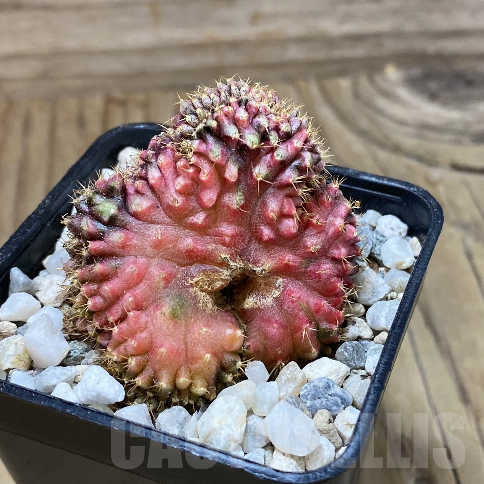 SH23289 Gymnocalycium mihanovichii f. variegata cristata - Imagen 2