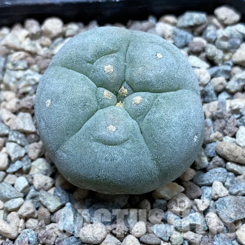 SH23430 Anhalonium frichii