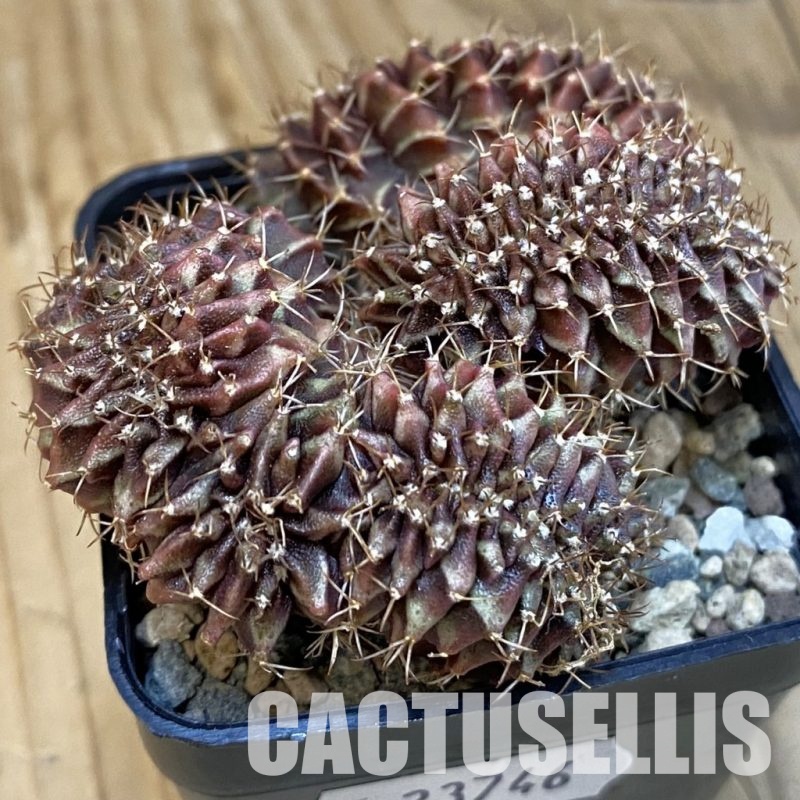 SH23746 Gymnocalycium mihanovichii f. cristata