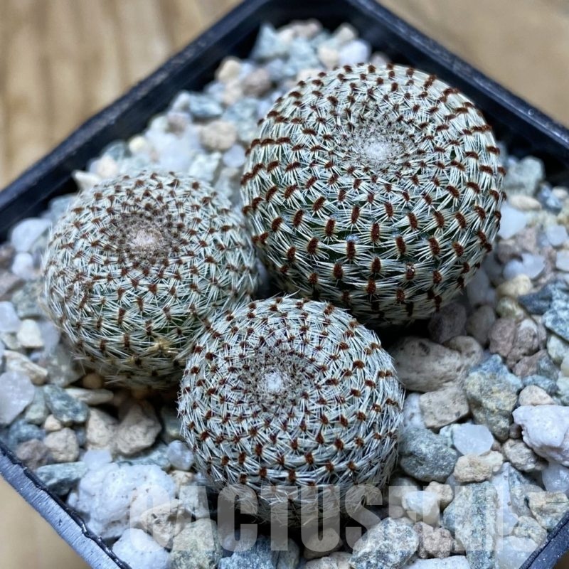 SH21171 Rebutia heliosa