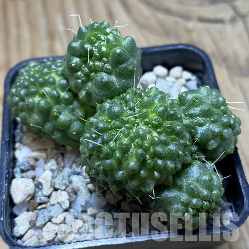 SH21172 Mammillaria spinosissima ‘Un Pico’ f. monstrosa