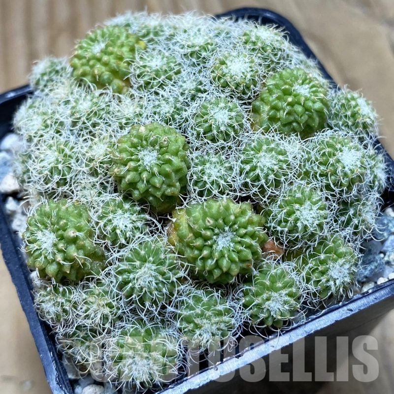 SH21173 Turbinicarpus horripilus f. monstrosa