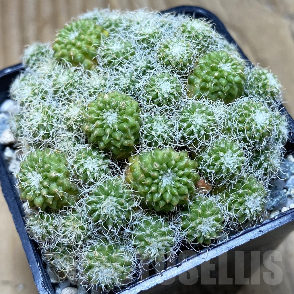 SH21173 Turbinicarpus horripilus f. monstrosa