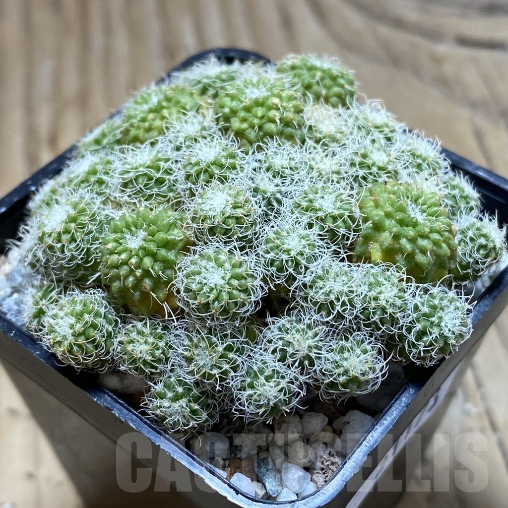 SH21173 Turbinicarpus horripilus f. monstrosa - Image 2