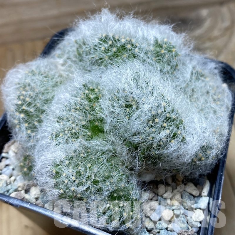 SH21141 Mammillaria baumii f. cristata
