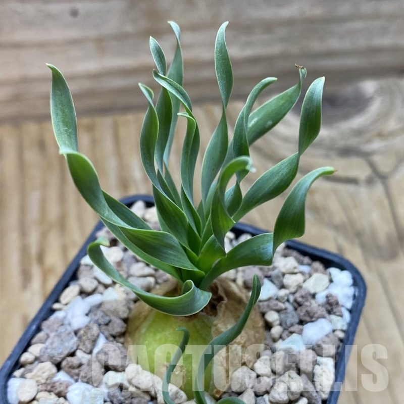 SH21176 Cyrtanthus spiralis