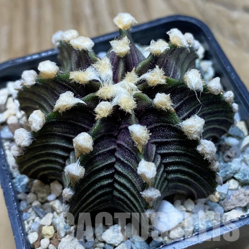 SH21178 Gymnocalycium friedrichii VOS1241