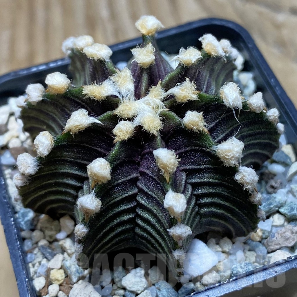SH21178 Gymnocalycium friedrichii VOS1241
