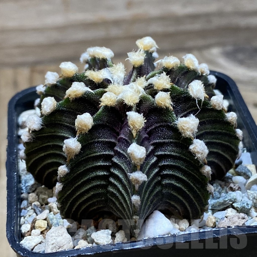 SH21178 Gymnocalycium friedrichii VOS1241 - immagine 2