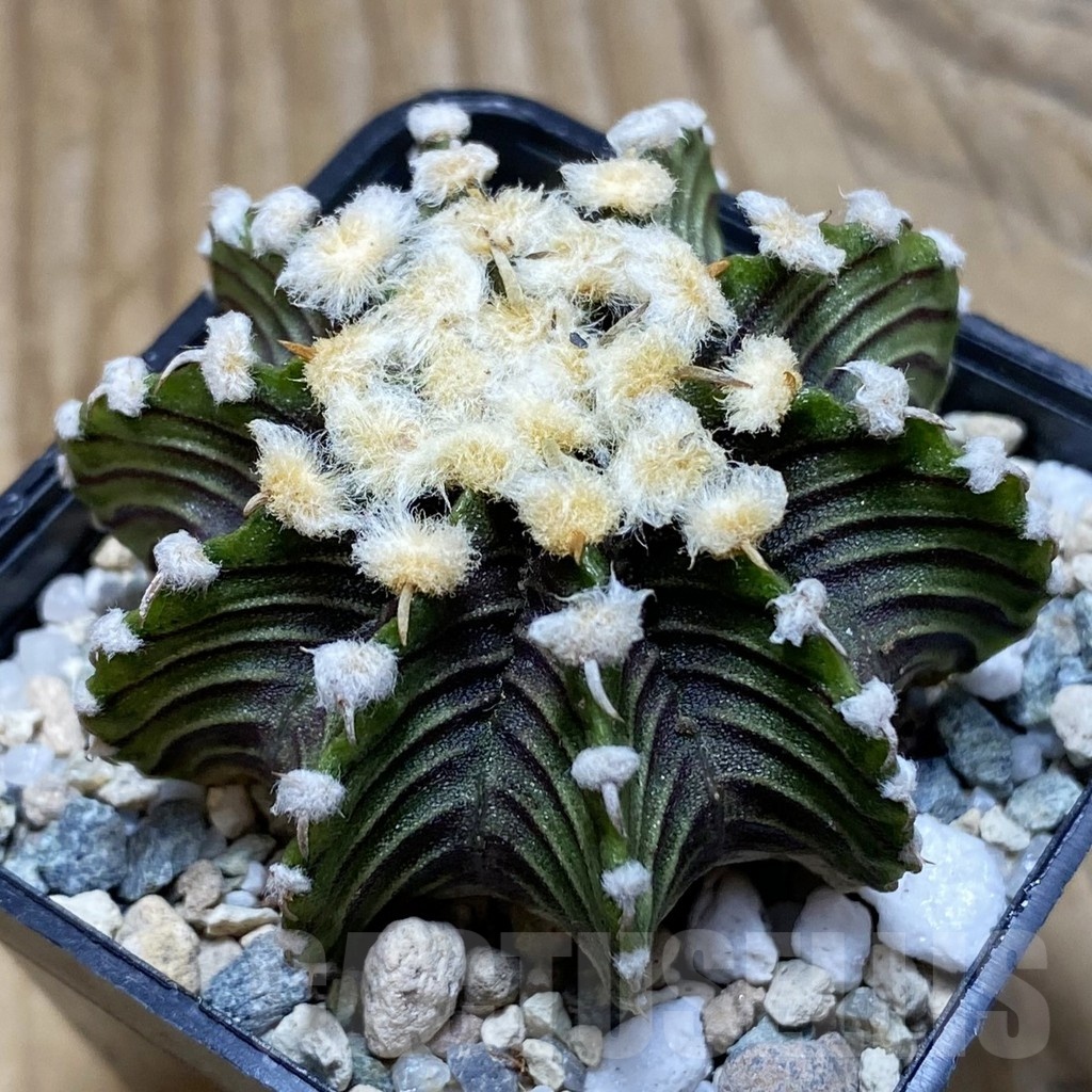 SH21179 Gymnocalycium friedrichii LB2178