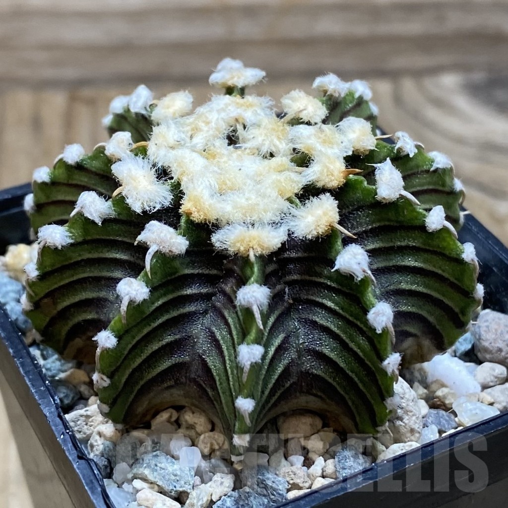 SH21179 Gymnocalycium friedrichii LB2178 - Image 2