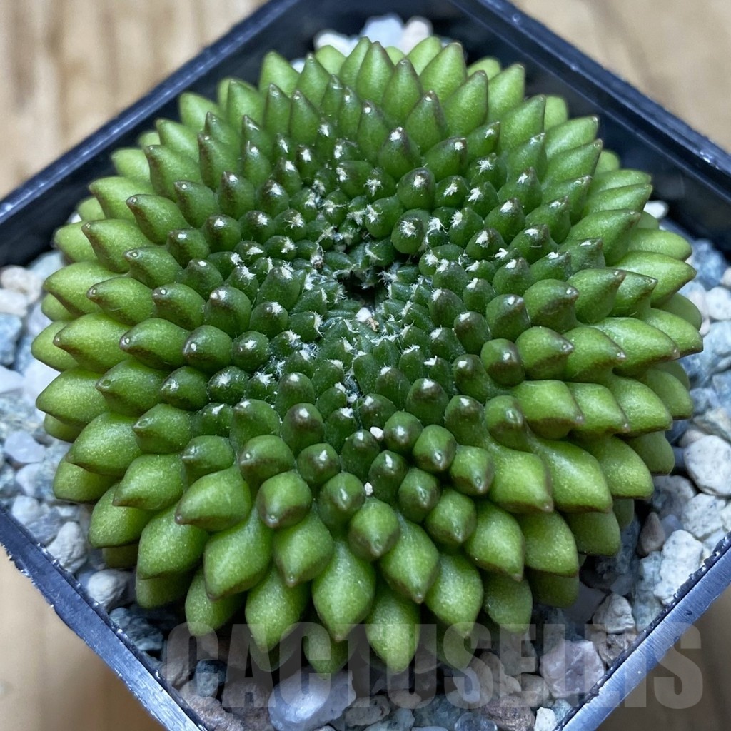 SH21180 Gymnocalycium mihanovichii ‘inermis’