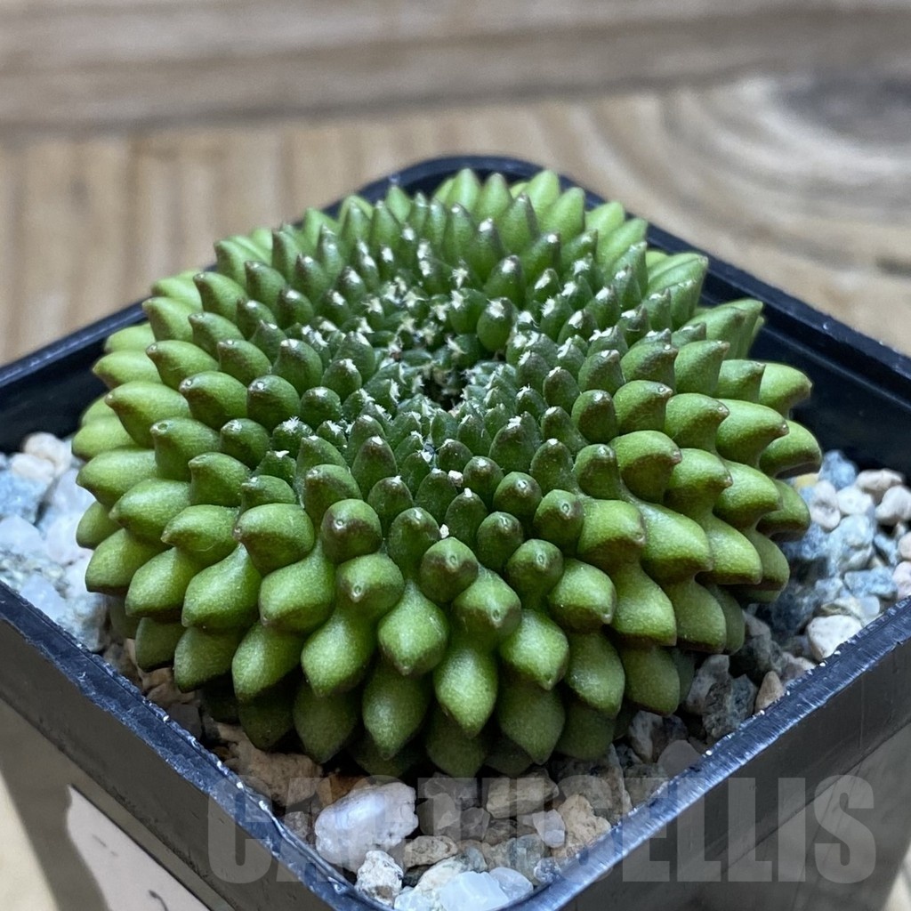 SH21180 Gymnocalycium mihanovichii ‘inermis’ - 画像 (2)
