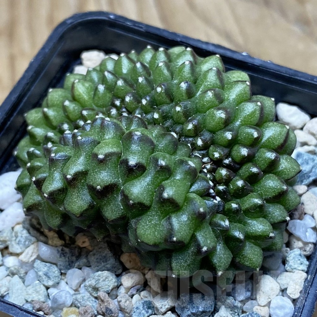 SH21181 Gymnocalycium mihanovichii ‘inermis’ f. cristata