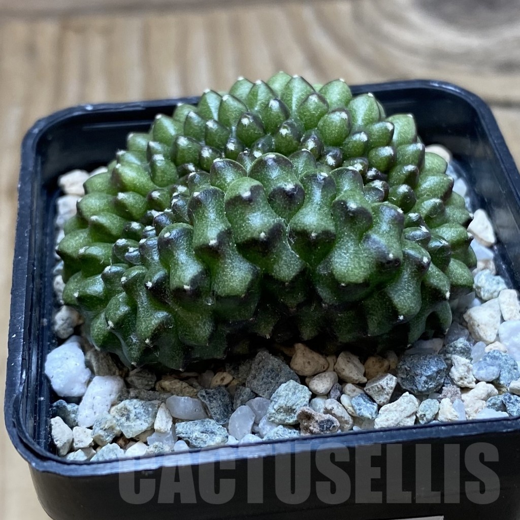 SH21181 Gymnocalycium mihanovichii ‘inermis’ f. cristata - Image 2