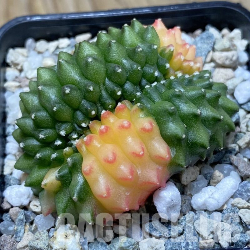 SH21182 Gymnocalycium mihanovichii ‘inermis’ f. variegata cristata