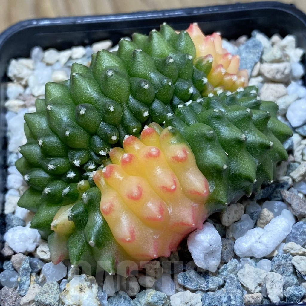 SH21182 Gymnocalycium mihanovichii ‘inermis’ f. variegata cristata