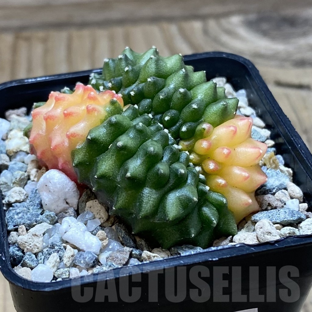 SH21182 Gymnocalycium mihanovichii ‘inermis’ f. variegata cristata - Image 2