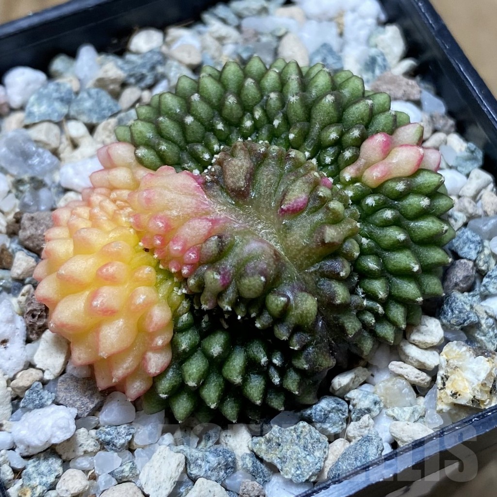 SH21183 Gymnocalycium mihanovichii ‘inermis’ f. variegata - Imagen 2