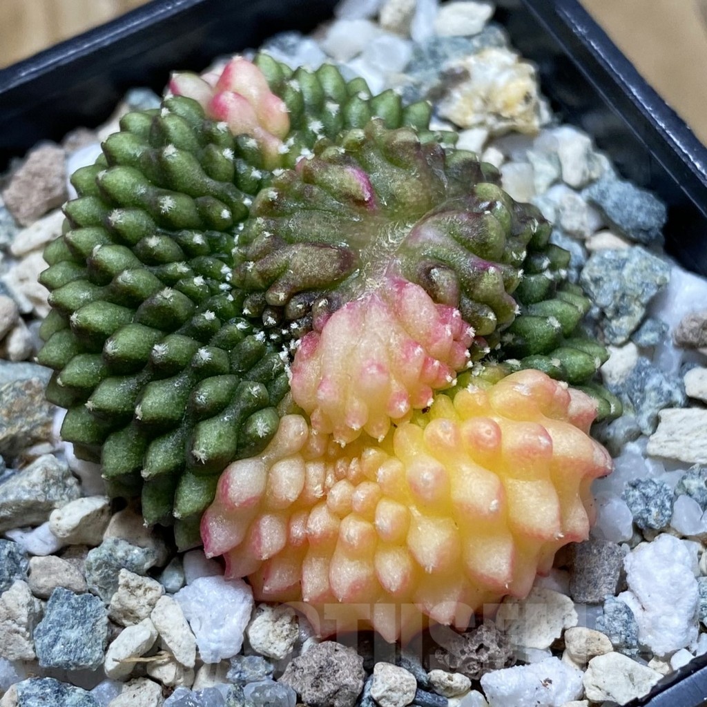 SH21183 Gymnocalycium mihanovichii ‘inermis’ f. variegata