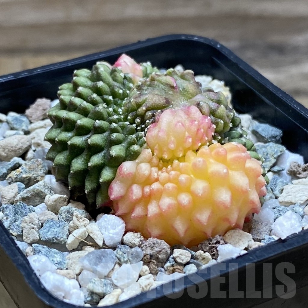 SH21183 Gymnocalycium mihanovichii ‘inermis’ f. variegata - Imagen 3