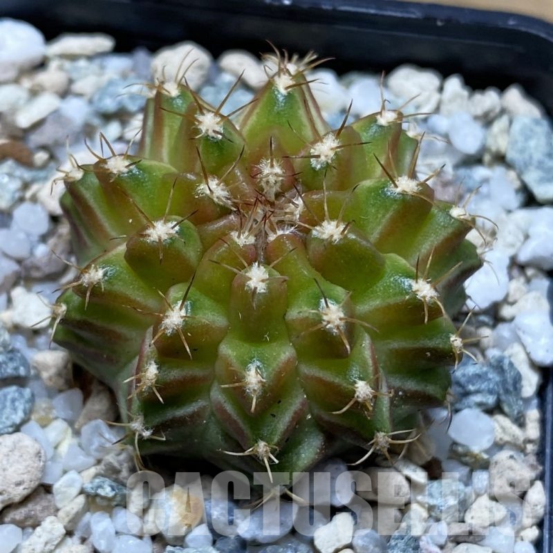 SH21185 Gymnocalycium mihanovichii ‘Neon’ hybrid
