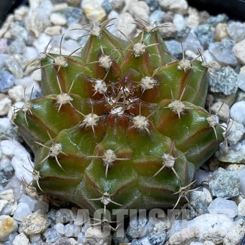SH21186 Gymnocalycium mihanovichii ‘Neon’ hybrid