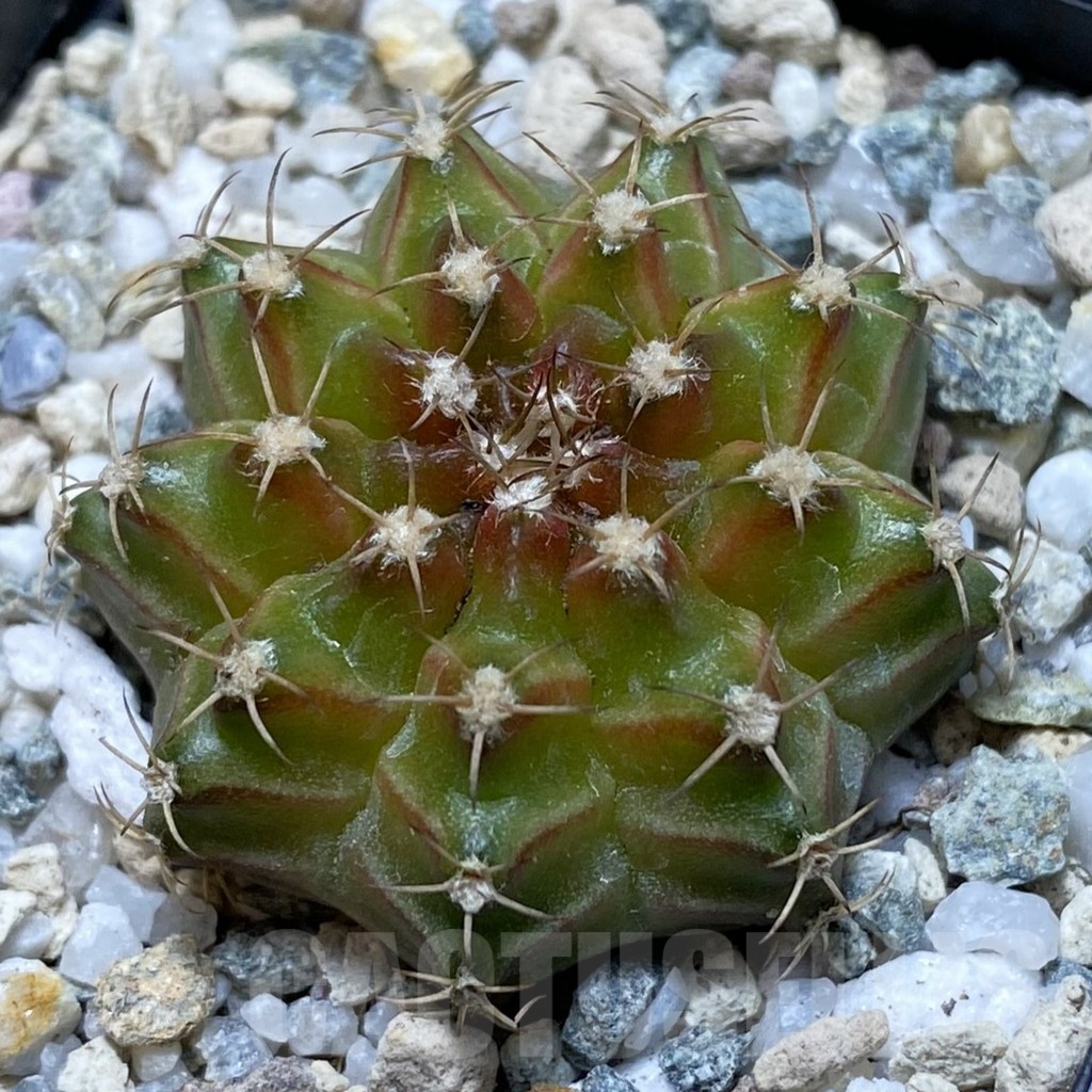 SH21186 Gymnocalycium mihanovichii ‘Neon’ hybrid
