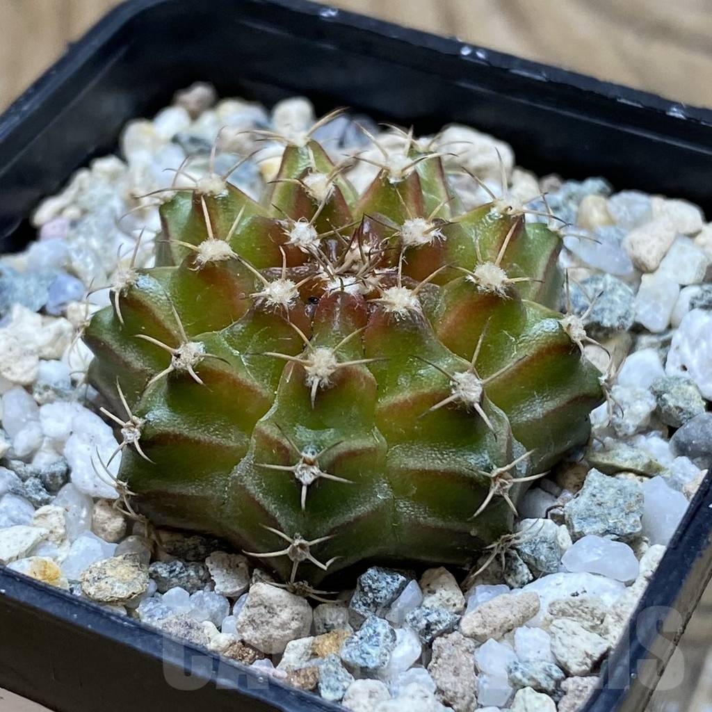 SH21186 Gymnocalycium mihanovichii ‘Neon’ hybrid - Image 2