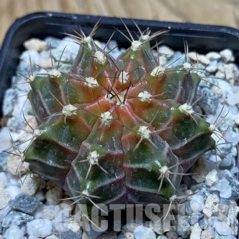 SH21187 Gymnocalycium mihanovichii ‘Neon’ hybrid