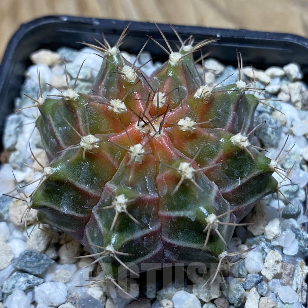 SH21187 Gymnocalycium mihanovichii ‘Neon’ hybrid