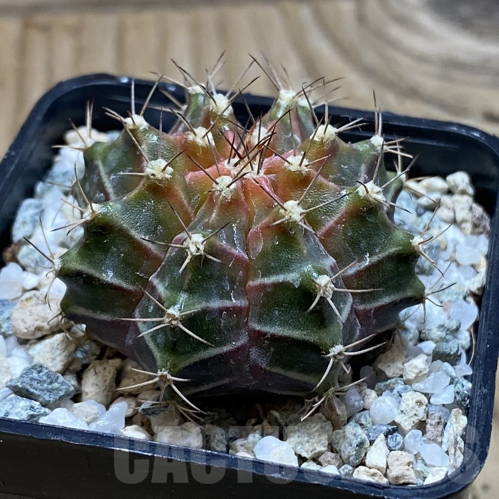 SH21187 Gymnocalycium mihanovichii ‘Neon’ hybrid - immagine 2