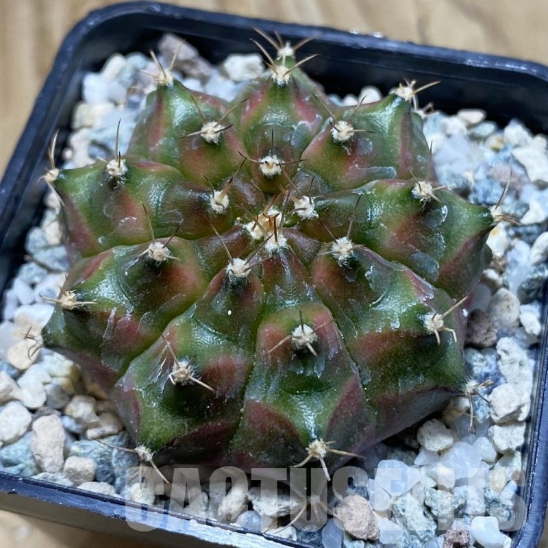 SH21188 Gymnocalycium mihanovichii ‘Neon’ hybrid