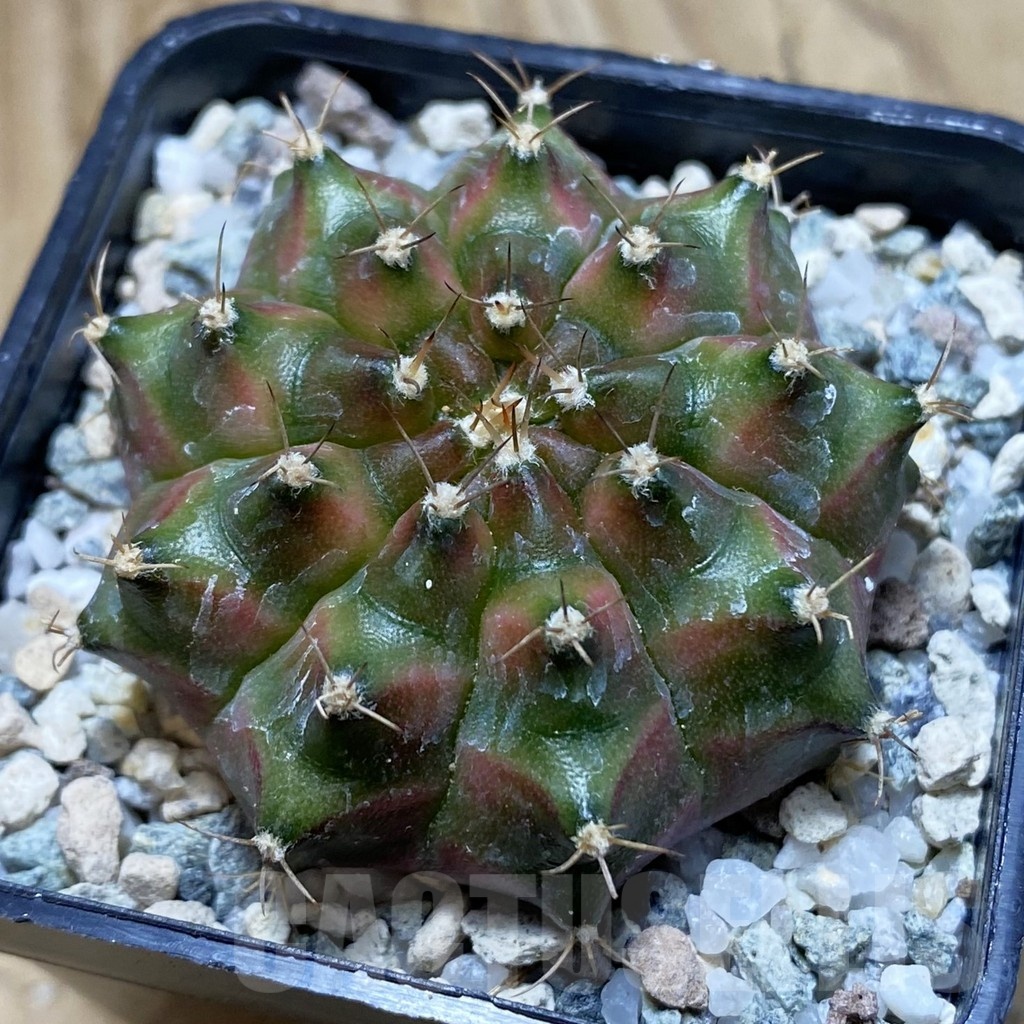 SH21188 Gymnocalycium mihanovichii ‘Neon’ hybrid