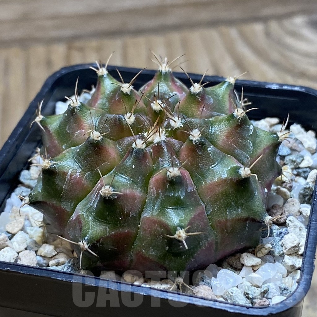 SH21188 Gymnocalycium mihanovichii ‘Neon’ hybrid - 画像 (2)
