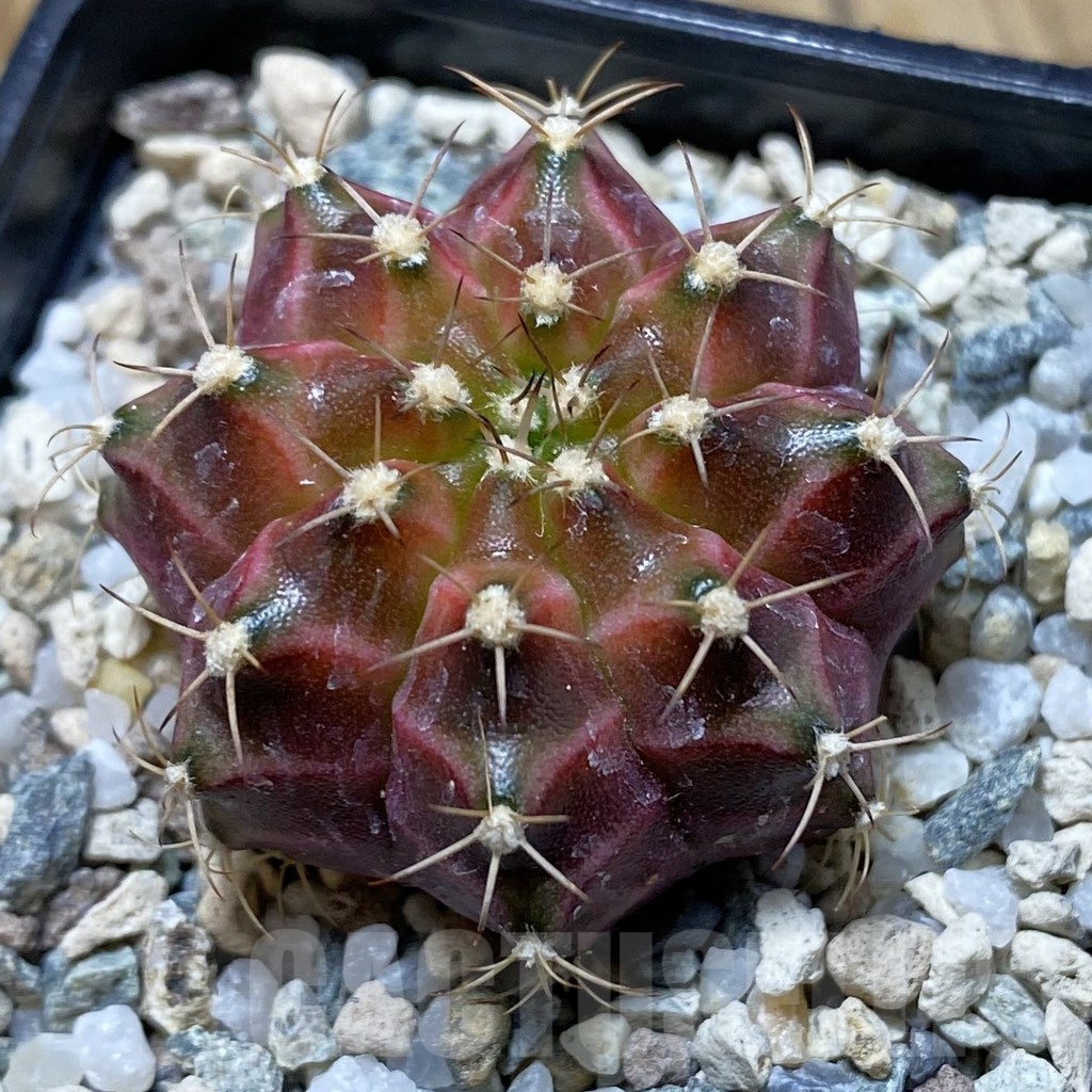 SH21189 Gymnocalycium mihanovichii ‘Neon’ hybrid